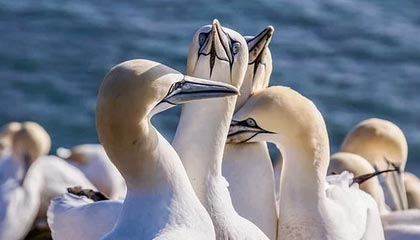 九游登录入口-那不勒斯在近期比赛中取得关键胜利，那不勒斯近况