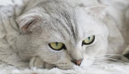 九游登录入口-那不勒斯在近期比赛中取得关键胜利，那不勒斯近况