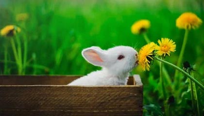 九游登录入口-那不勒斯在近期比赛中取得关键胜利，那不勒斯近况